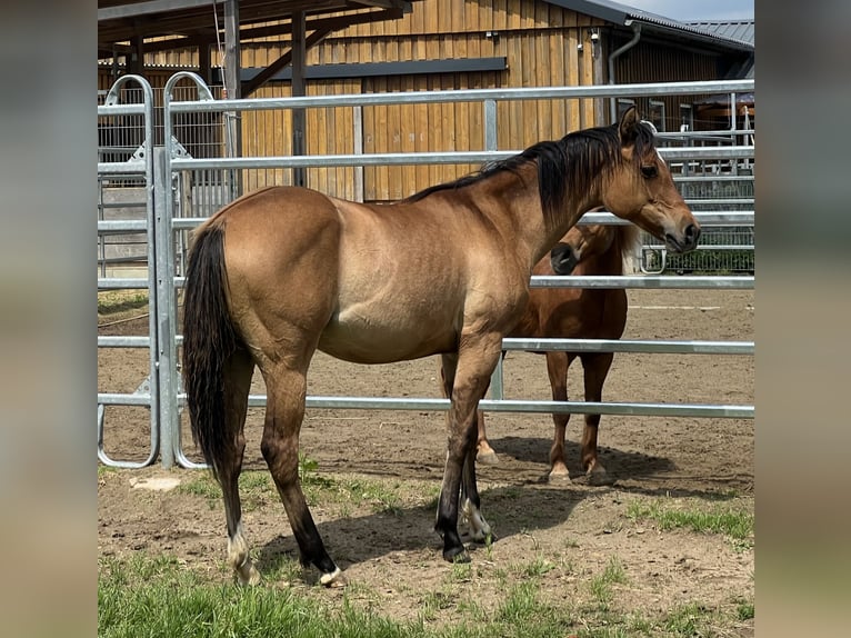 American Paint Horse Mare 1 year 14.2 hh Dun in Emstek