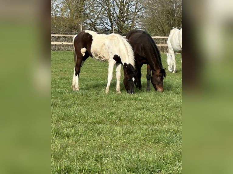 American Paint Horse Mix Mare 1 year 14.2 hh Pinto in Buchen (Odenwald)