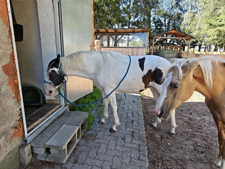 American Paint Horse Mix Mare 1 year 14.2 hh Pinto in Klingenberg am Main