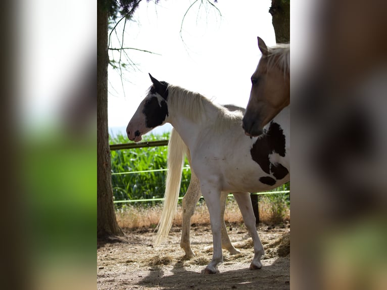 American Paint Horse Mix Mare 1 year 14.2 hh Pinto in Klingenberg am Main