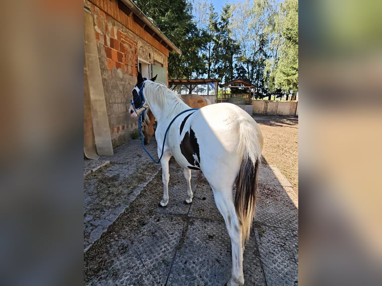 American Paint Horse Mix Mare 1 year 14.2 hh Pinto in Klingenberg am Main