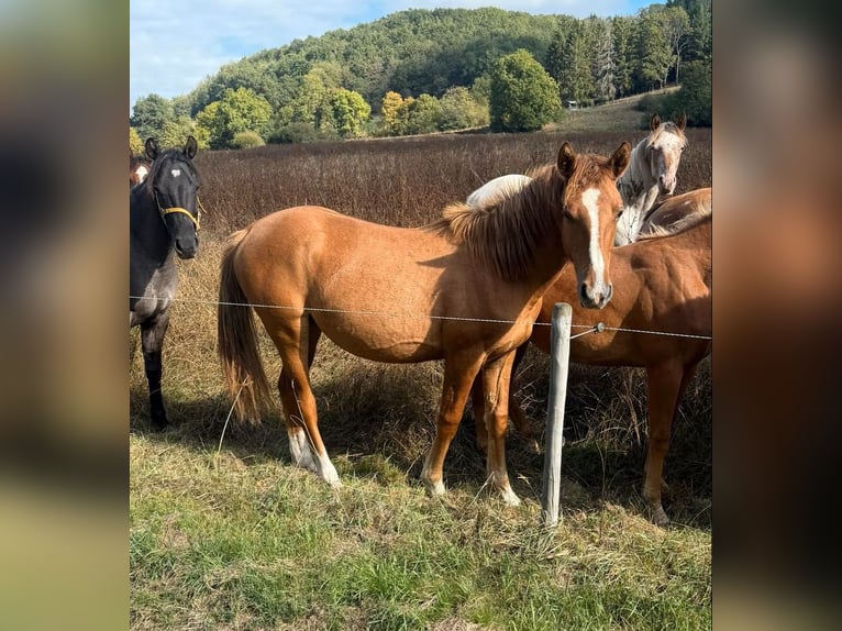 American Paint Horse Mix Mare 1 year 14.2 hh Red Dun in Daleiden