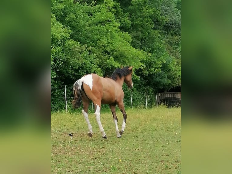 American Paint Horse Mare 1 year 14.2 hh Tobiano-all-colors in Ahorn