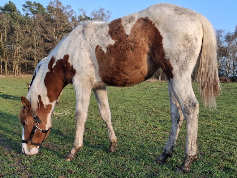 American Paint Horse Mare 1 year 14.3 hh Red Dun in UELSEN