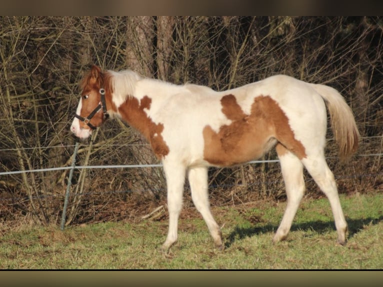American Paint Horse Mare 1 year 14.3 hh Red Dun in UELSEN