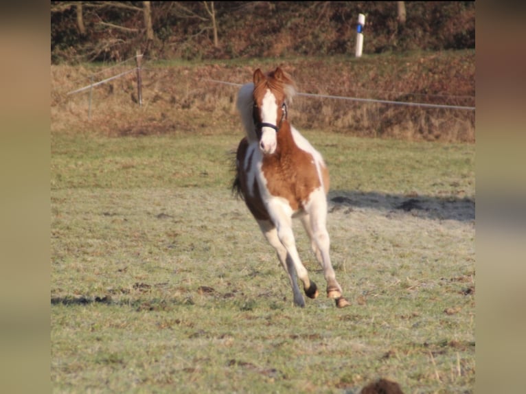 American Paint Horse Mare 1 year 14.3 hh Red Dun in UELSEN