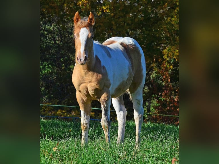 American Paint Horse Mare 1 year 14,2 hh Champagne in Obertaufkirchen