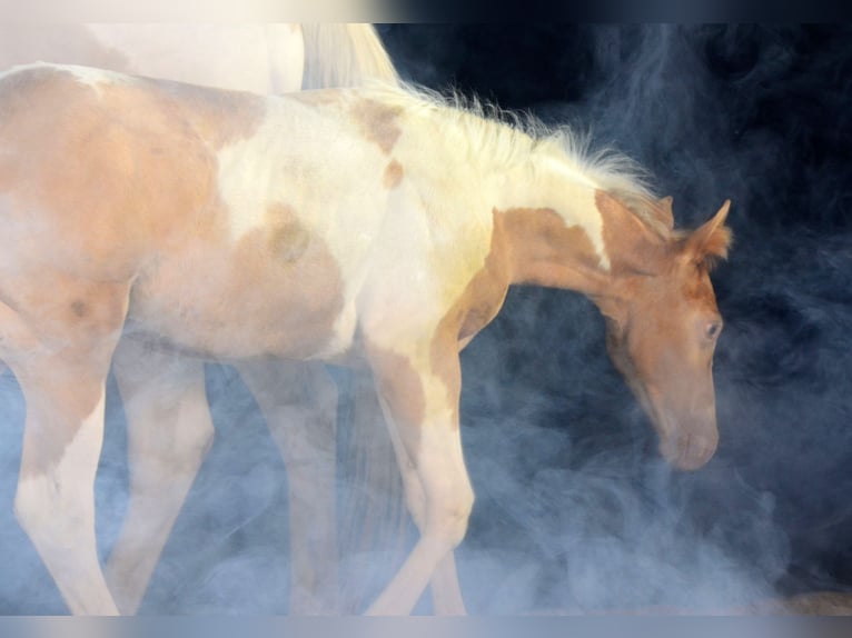 American Paint Horse Mare 1 year 14,2 hh Champagne in Obertaufkirchen