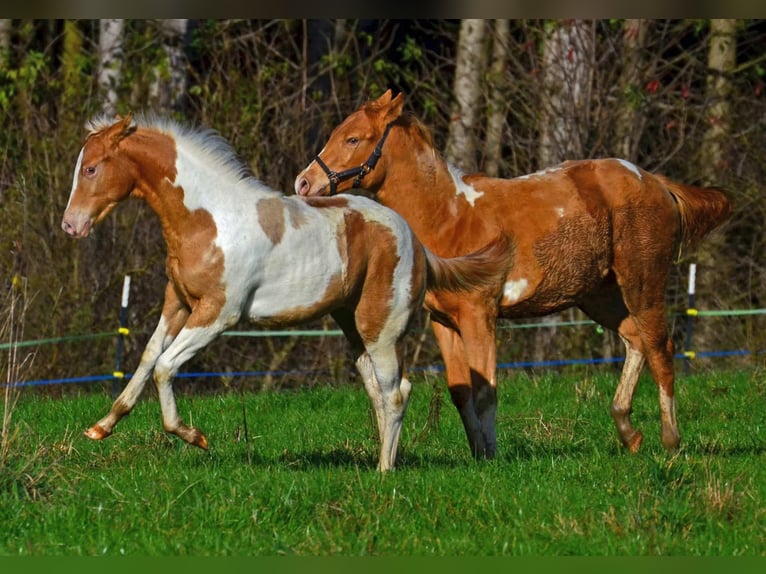 American Paint Horse Mare 1 year 14,2 hh Champagne in Obertaufkirchen