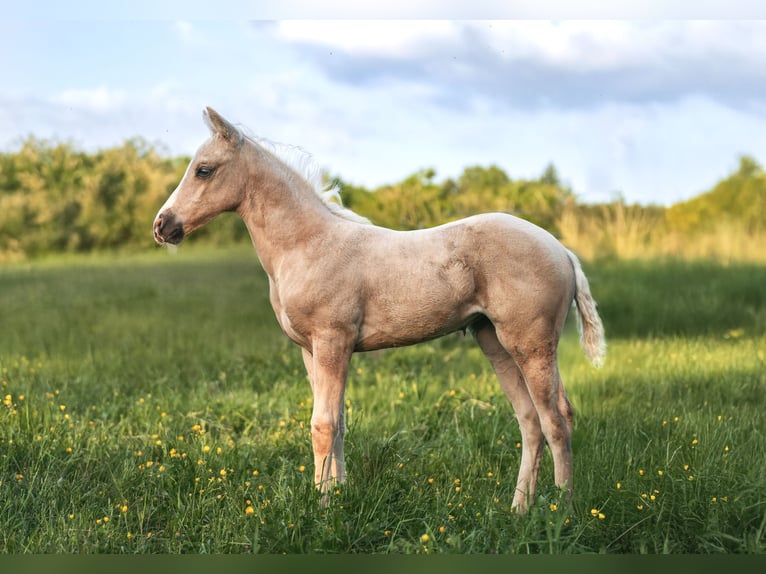 American Paint Horse Mare 1 year 14,2 hh Palomino in Aachen