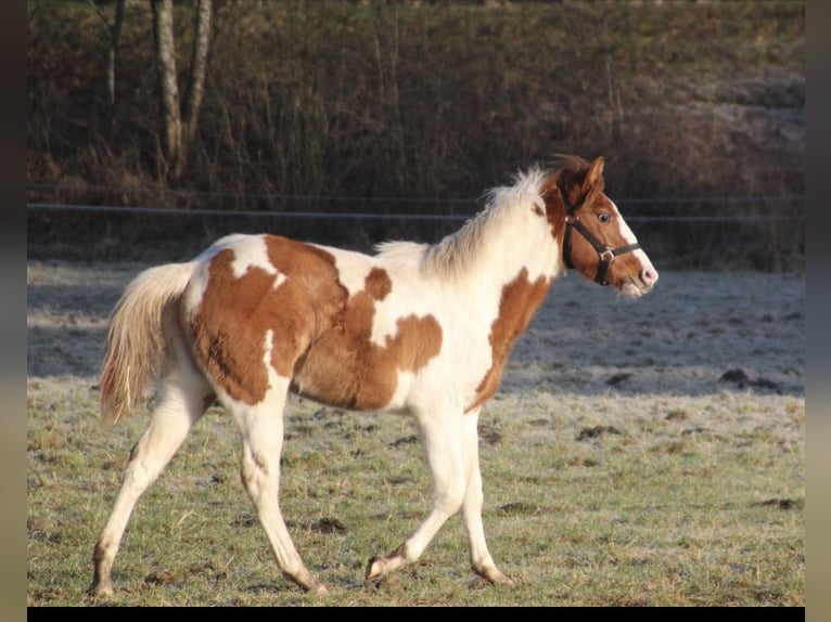 American Paint Horse Mare 1 year 14,3 hh Red Dun in UELSEN