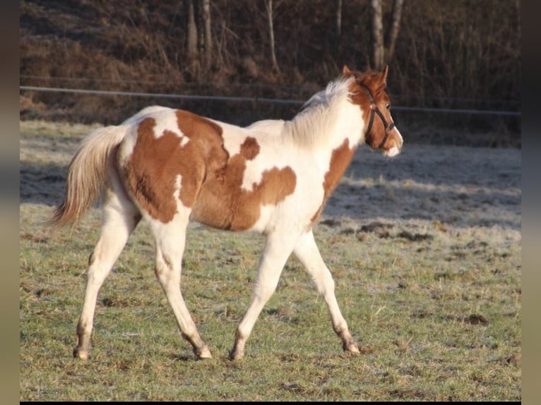 American Paint Horse Mare 1 year 14,3 hh Red Dun in UELSEN