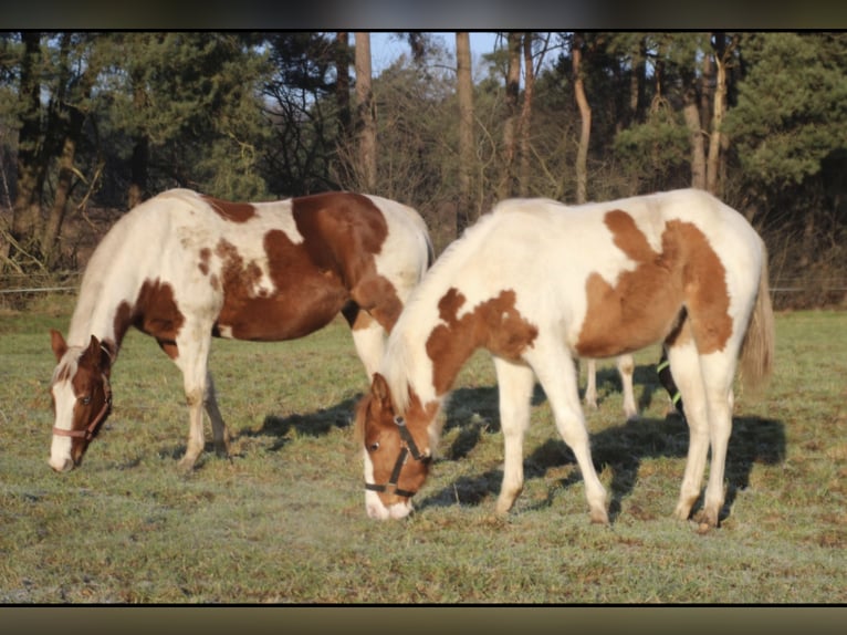 American Paint Horse Mare 1 year 14,3 hh Red Dun in UELSEN