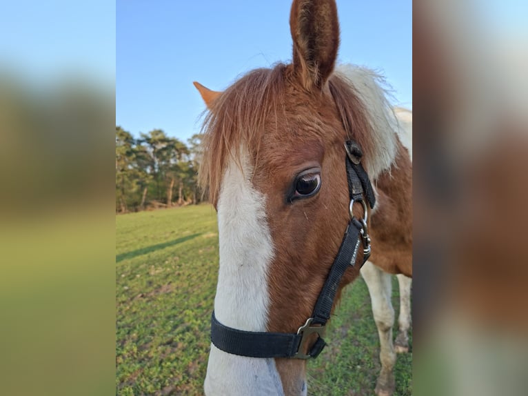 American Paint Horse Mare 1 year 14,3 hh Red Dun in UELSEN