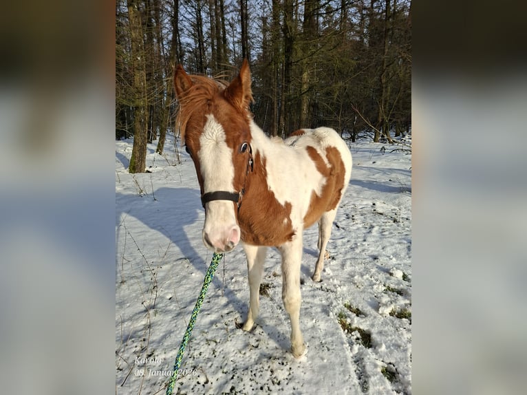 American Paint Horse Mare 1 year 14,3 hh Red Dun in UELSEN