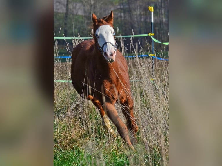 American Paint Horse Mare 1 year 15.1 hh Chestnut-Red in Obertaufkirchen
