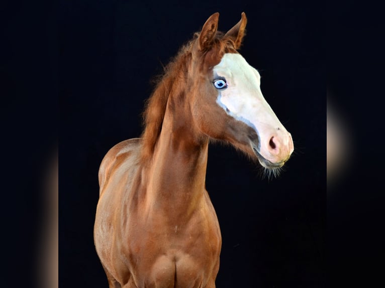 American Paint Horse Mare 1 year 15.1 hh Chestnut-Red in Obertaufkirchen