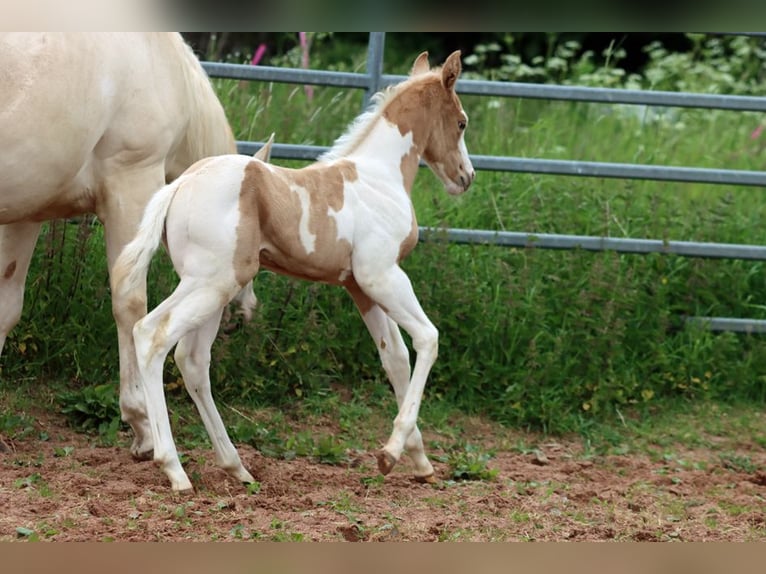 American Paint Horse Mare 1 year 15.1 hh Tobiano-all-colors in Hellenthal