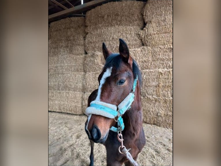 American Paint Horse Mare 1 year 15.2 hh Brown in Langenau