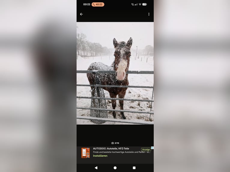 American Paint Horse Mix Mare 1 year 15.2 hh Brown in Leer (Ostfriesland)