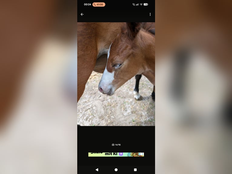 American Paint Horse Mix Mare 1 year 15.2 hh Brown in Leer (Ostfriesland)