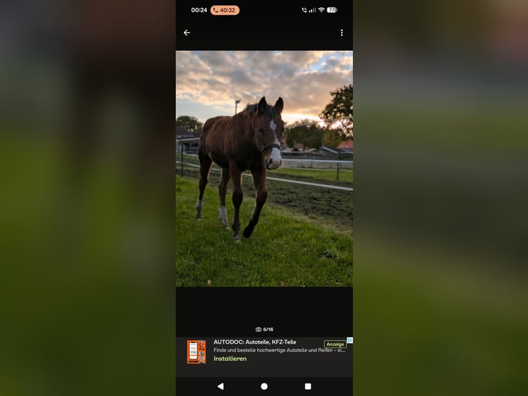 American Paint Horse Mix Mare 1 year 15.2 hh Brown in Leer (Ostfriesland)
