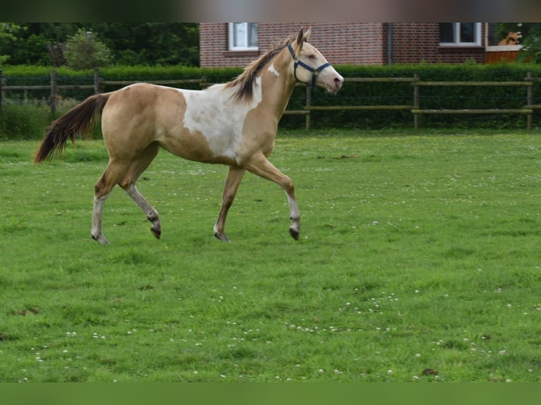 American Paint Horse Mare 1 year 15.2 hh Champagne in Ascheberg
