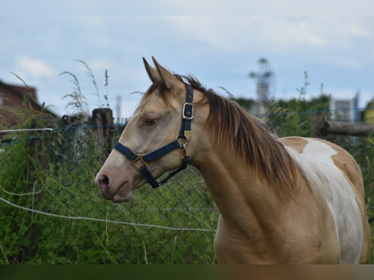 American Paint Horse Mare 1 year 15.2 hh Champagne in Ascheberg