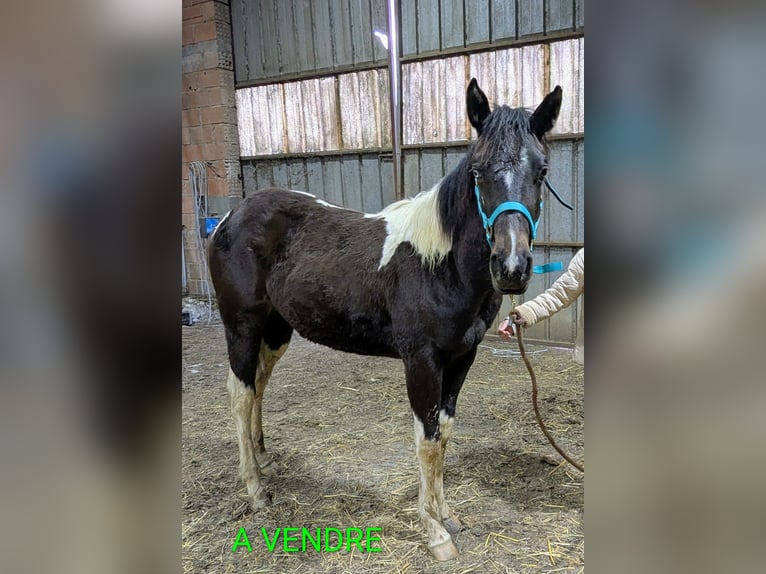 American Paint Horse Mare 1 year 15.2 hh Tobiano-all-colors in Valence d'albigeois
