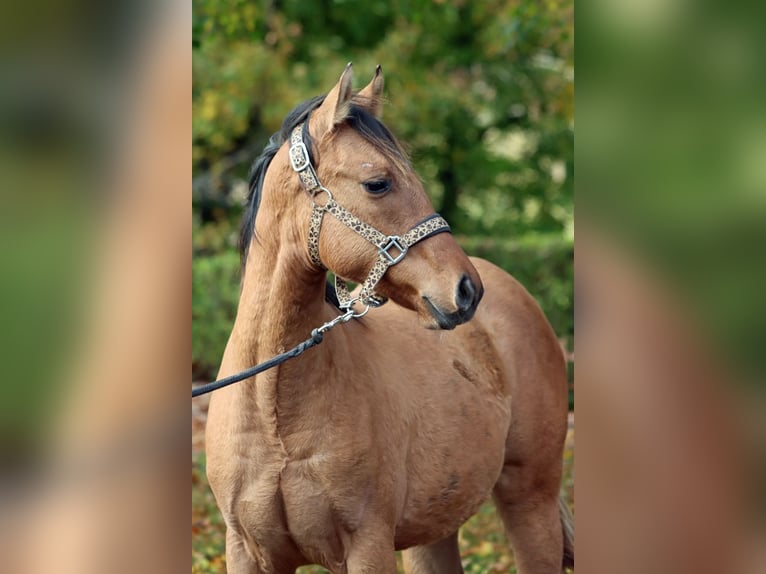 American Paint Horse Mare 1 year 15 hh Brown in Hellenthal