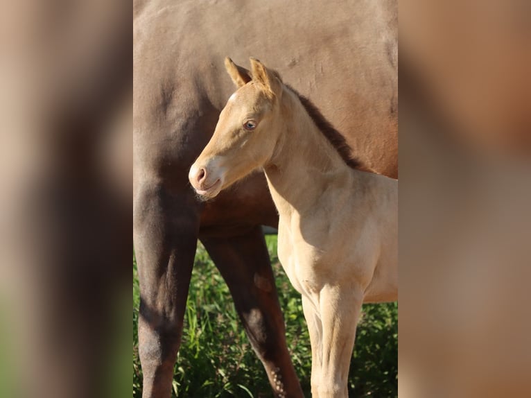 American Paint Horse Mare 1 year 15 hh Champagne in Hellenthal