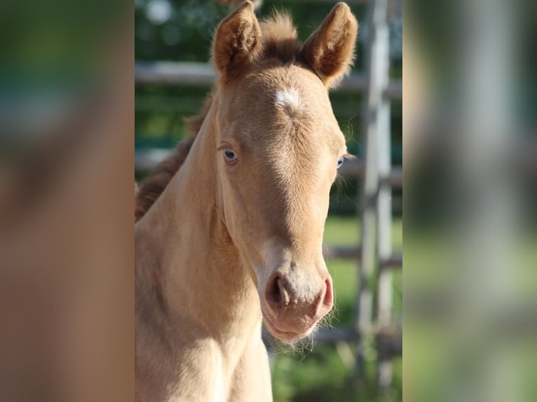 American Paint Horse Mare 1 year 15 hh Champagne in Hellenthal