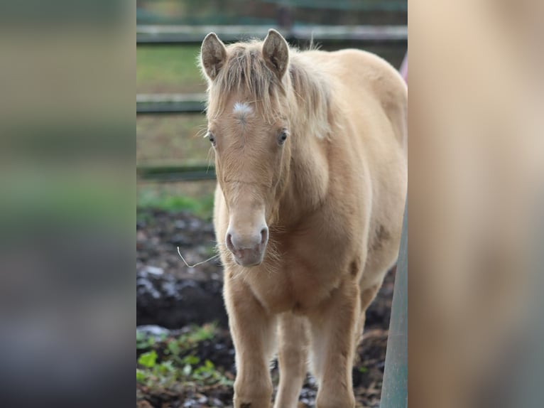 American Paint Horse Mare 1 year 15 hh Champagne in Hellenthal