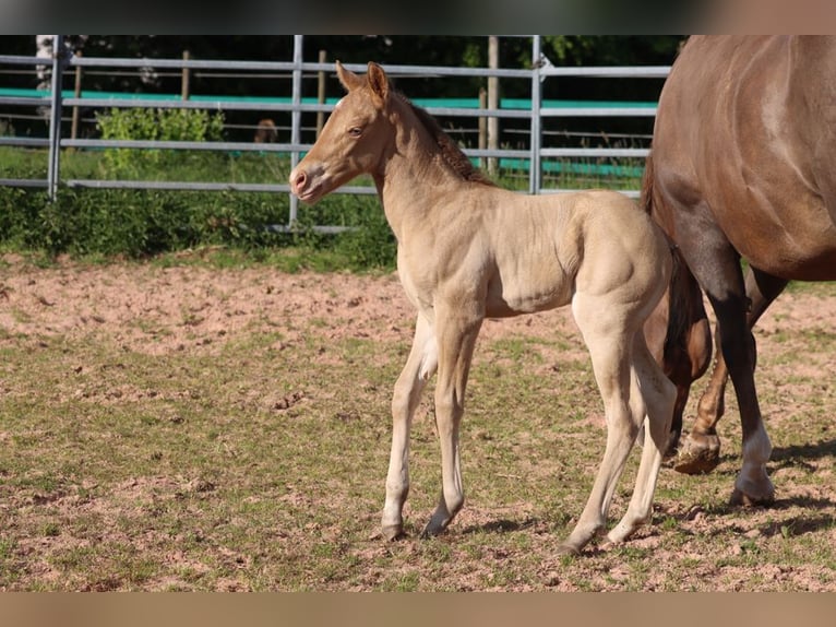 American Paint Horse Mare 1 year 15 hh Champagne in Hellenthal