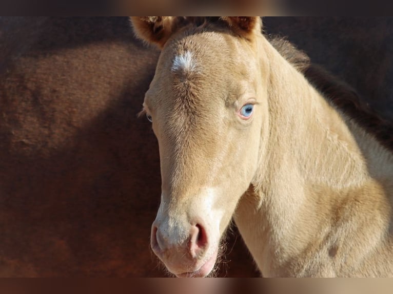 American Paint Horse Mare 1 year 15 hh Champagne in Hellenthal