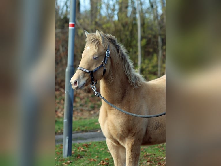 American Paint Horse Mare 1 year 15 hh Champagne in Hellenthal