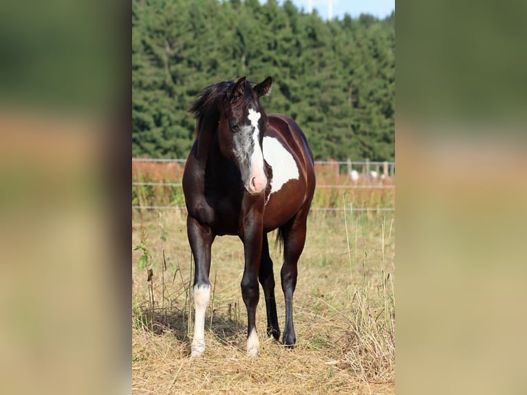 American Paint Horse Mare 1 year 15 hh Overo-all-colors in Hellenthal