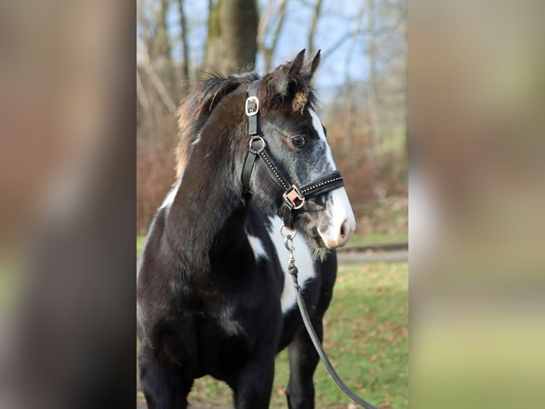 American Paint Horse Mare 1 year 15 hh Overo-all-colors in Hellenthal