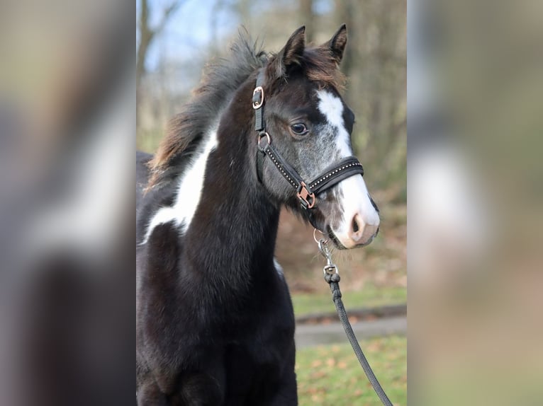 American Paint Horse Mare 1 year 15 hh Overo-all-colors in Hellenthal