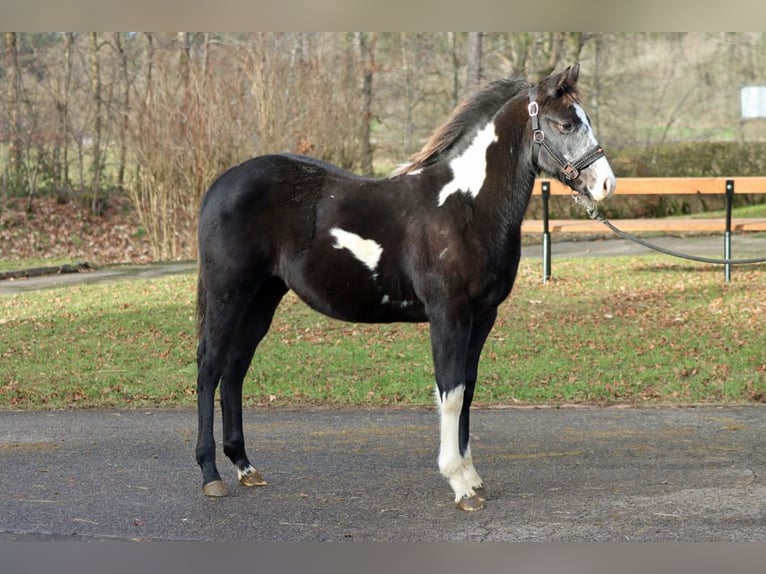 American Paint Horse Mare 1 year 15 hh Overo-all-colors in Hellenthal