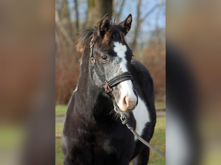 American Paint Horse Mare 1 year 15 hh Overo-all-colors in Hellenthal