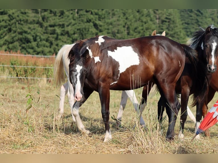 American Paint Horse Mare 1 year 15 hh Overo-all-colors in Hellenthal
