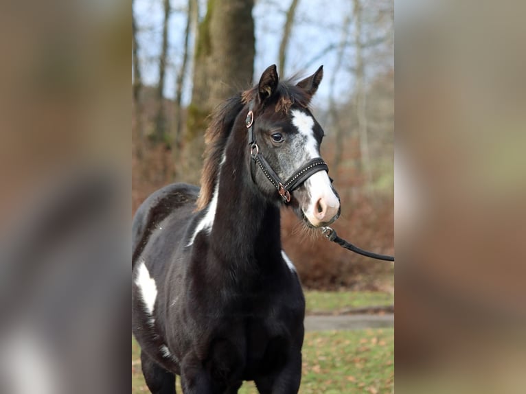 American Paint Horse Mare 1 year 15 hh Overo-all-colors in Hellenthal