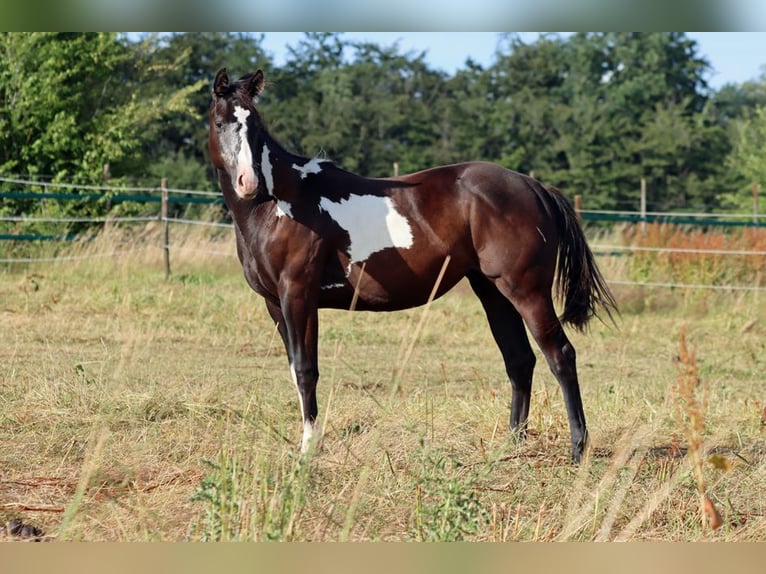 American Paint Horse Mare 1 year 15 hh Overo-all-colors in Hellenthal
