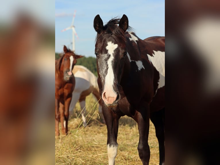 American Paint Horse Mare 1 year 15 hh Overo-all-colors in Hellenthal