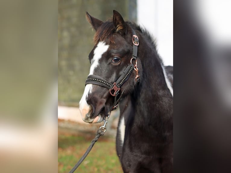 American Paint Horse Mare 1 year 15 hh Overo-all-colors in Hellenthal