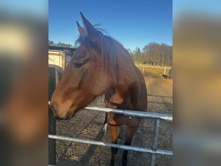 American Paint Horse Mix Mare 1 year 15,1 hh Brown in Soltau