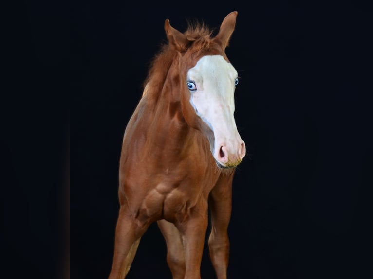 American Paint Horse Mare 1 year 15,1 hh Chestnut-Red in Obertaufkirchen