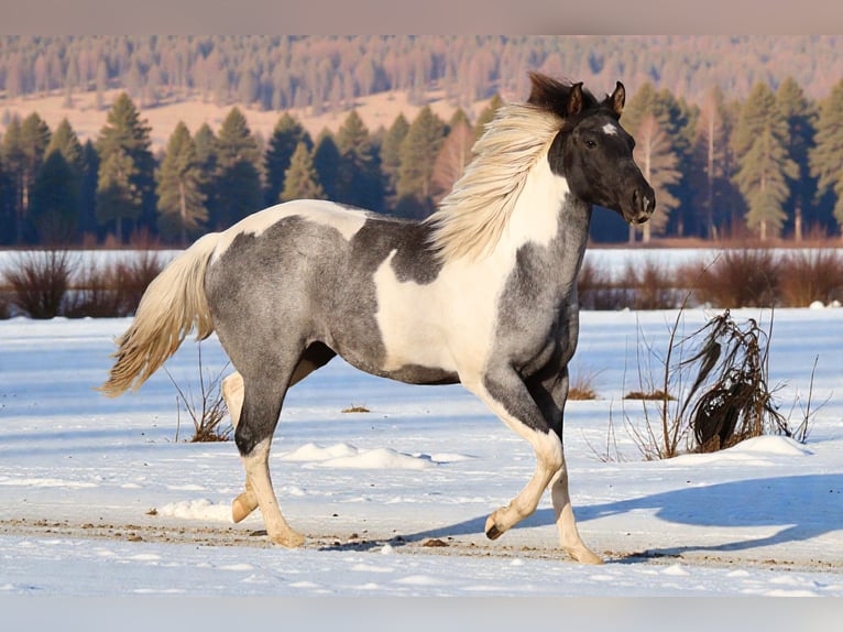 American Paint Horse Mare 1 year 15,1 hh Roan-Blue in Děčín