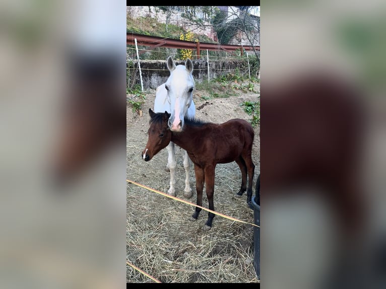 American Paint Horse Mare 1 year Brown in Grimacco